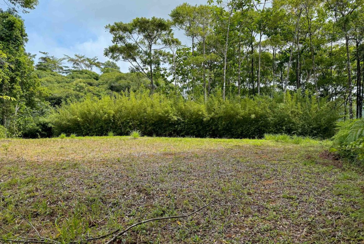 JUNGLE PROPERTY WITH MOUNTAIN VIEWS, IN DOMINICALITO – 1.2 ACRES