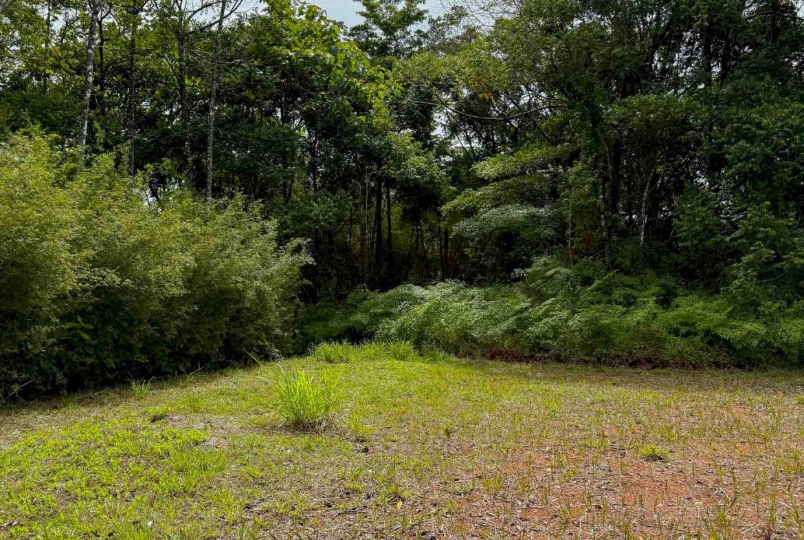 JUNGLE PROPERTY WITH MOUNTAIN VIEWS, IN DOMINICALITO – 1.2 ACRES