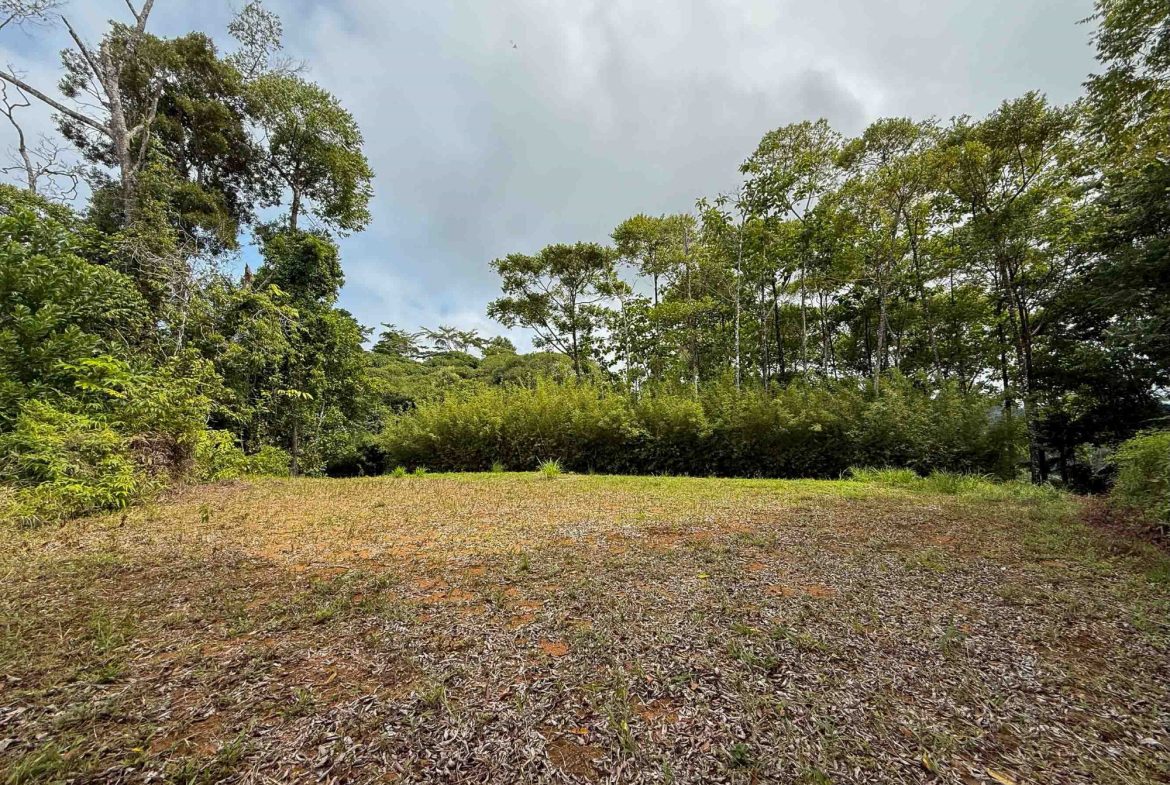 JUNGLE PROPERTY WITH MOUNTAIN VIEWS, IN DOMINICALITO – 1.2 ACRES