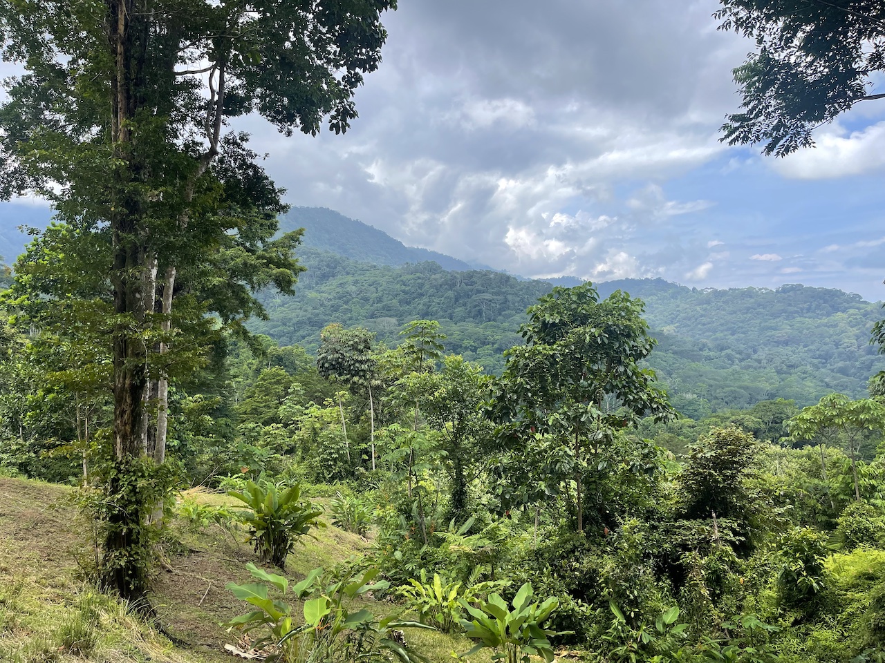 Uvita Land with Pads_18