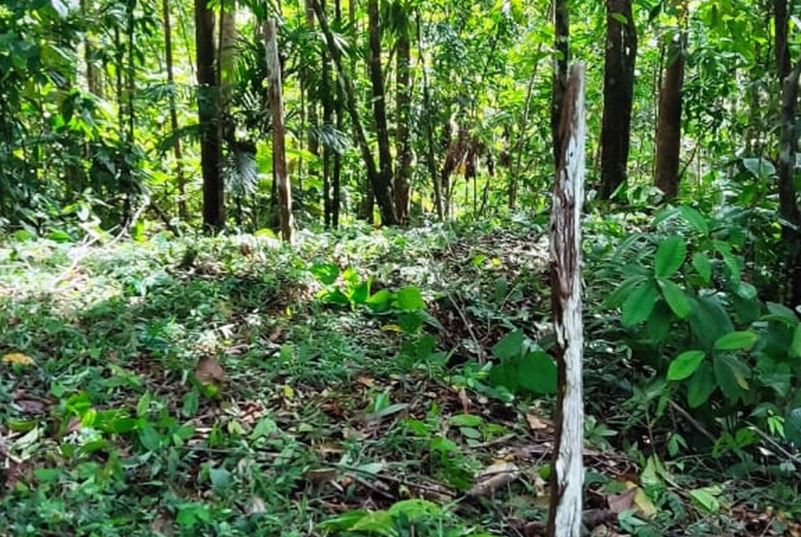PROPERTY WITH MOUNTAIN VIEW, IN TRES RIOS – 66.7 ACRES