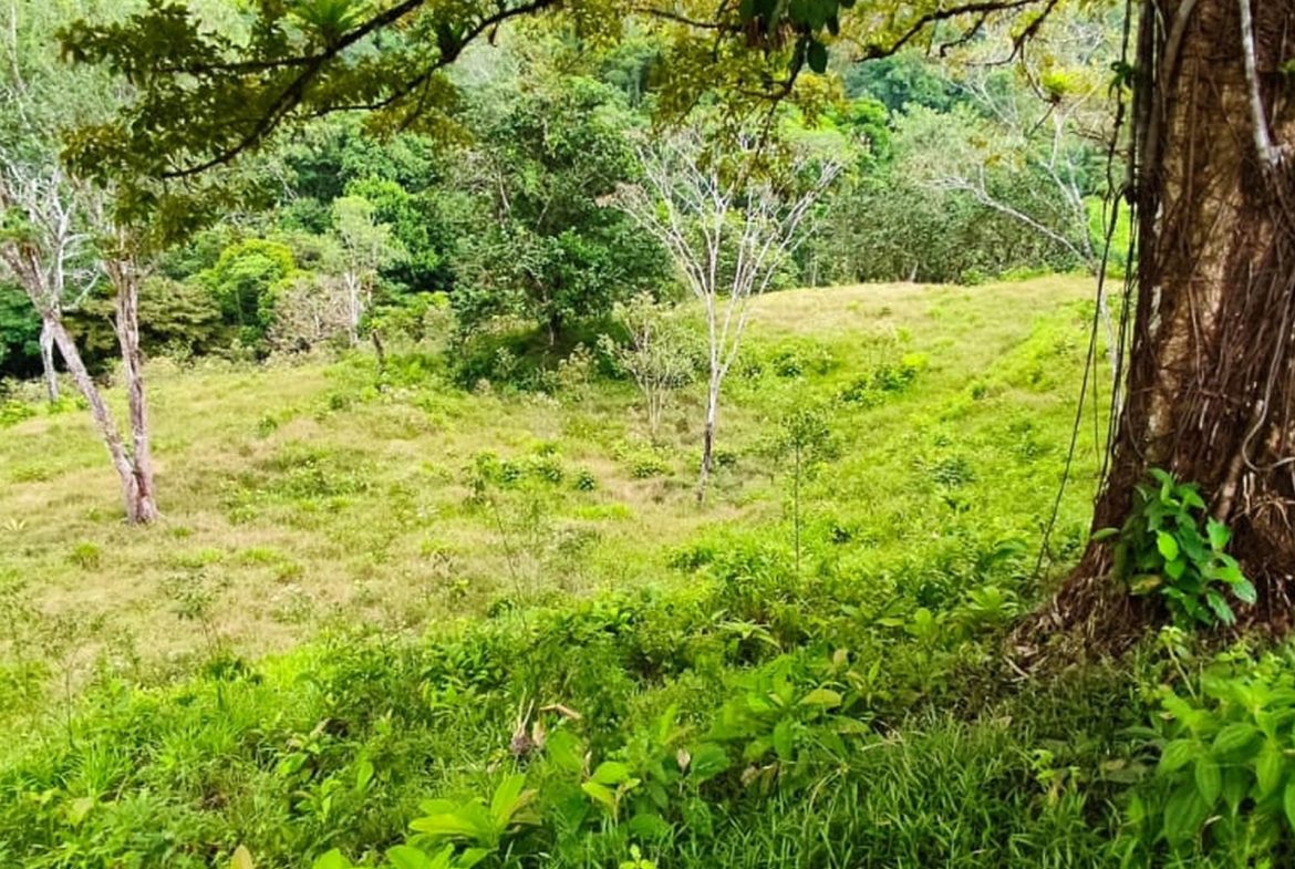 PROPERTY WITH MOUNTAIN VIEW, IN TRES RIOS – 66.7 ACRES