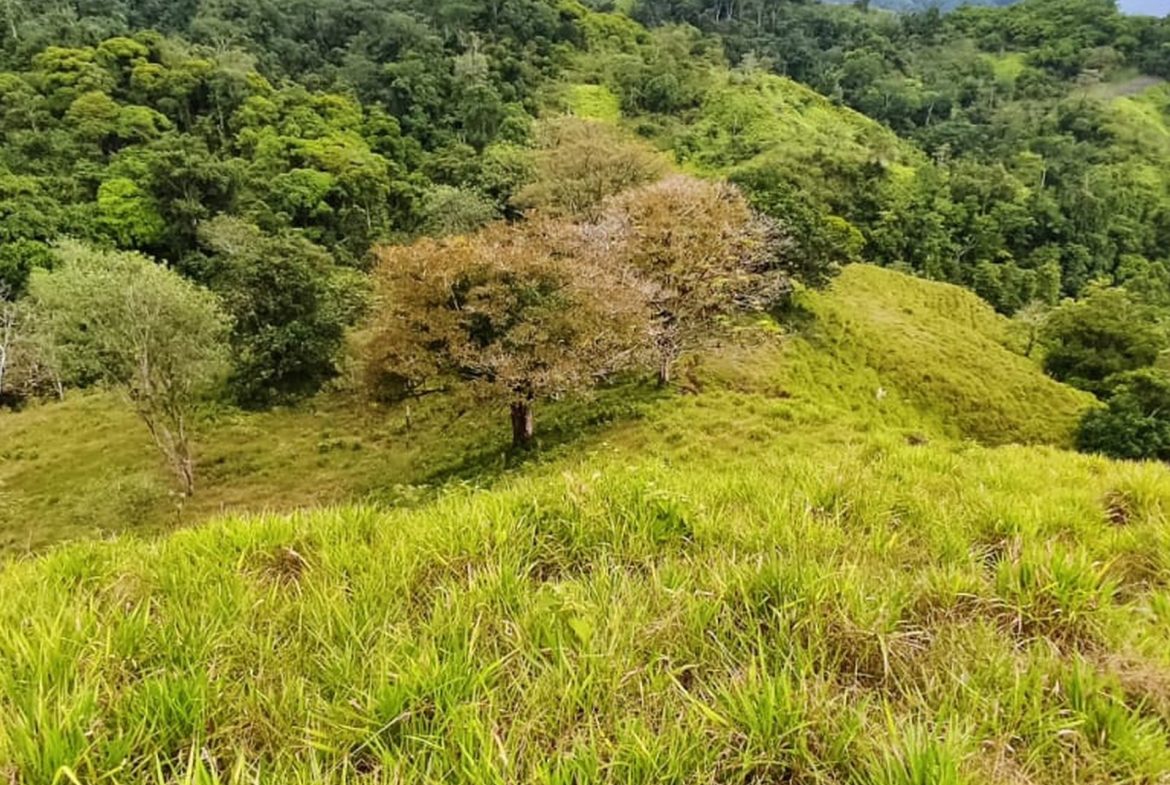 PROPERTY WITH MOUNTAIN VIEW, IN TRES RIOS – 66.7 ACRES