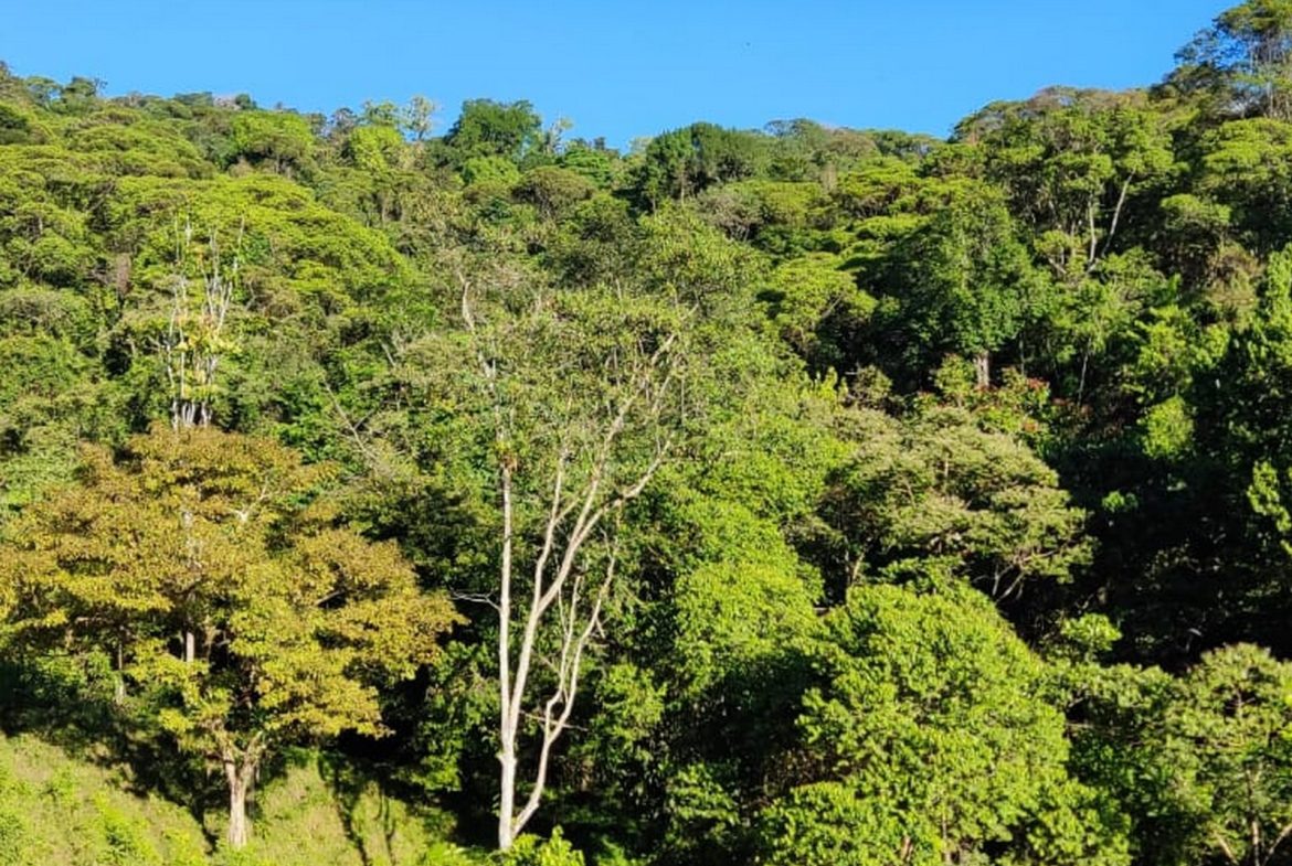 PROPERTY WITH MOUNTAIN VIEW, IN TRES RIOS – 66.7 ACRES