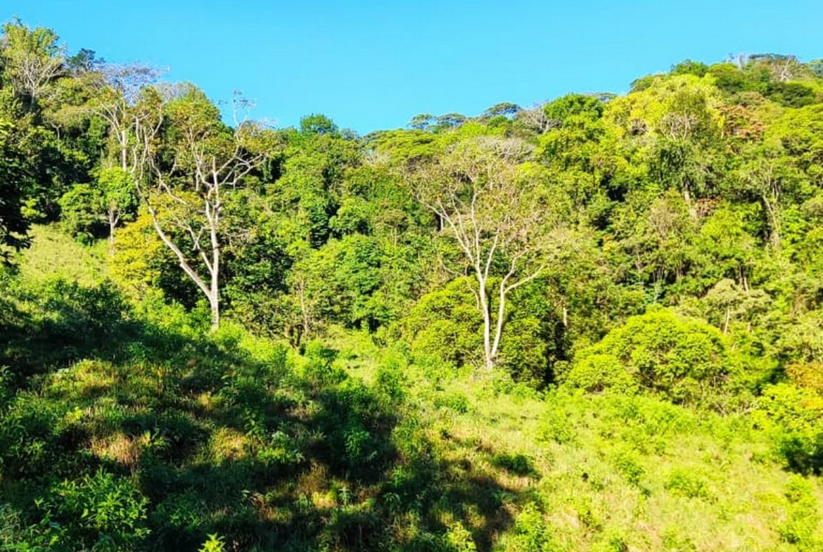 PROPERTY WITH MOUNTAIN VIEW, IN TRES RIOS – 66.7 ACRES