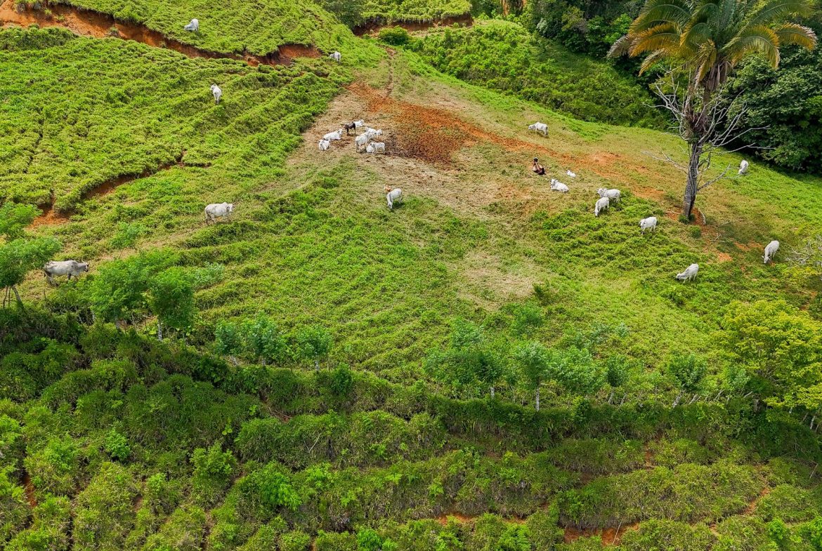 BUILDING FARM PROPERTY WITH MOUNTAIN VIEW, IN PUERTO CORTES – 464 ACRES
