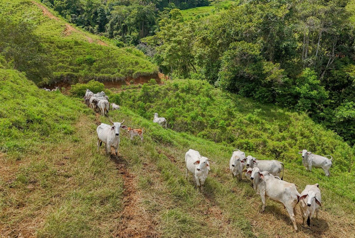 BUILDING FARM PROPERTY WITH MOUNTAIN VIEW, IN PUERTO CORTES – 464 ACRES