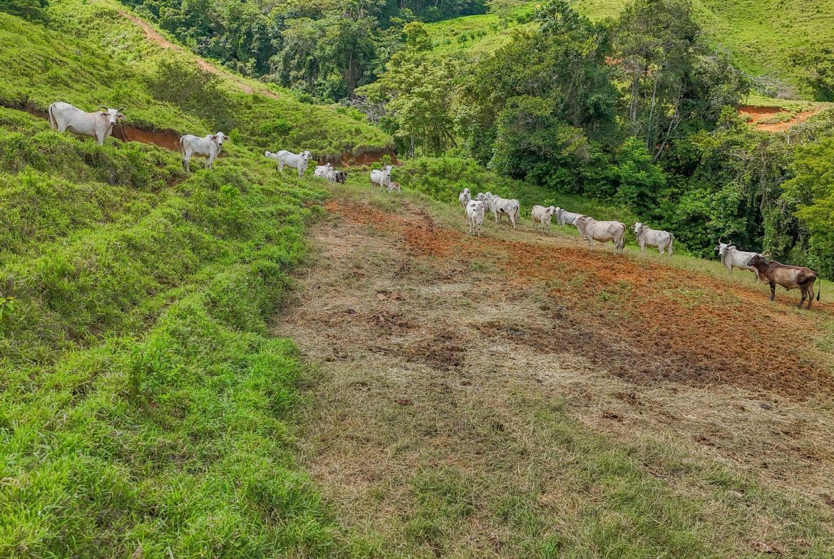 BUILDING FARM PROPERTY WITH MOUNTAIN VIEW, IN PUERTO CORTES – 464 ACRES