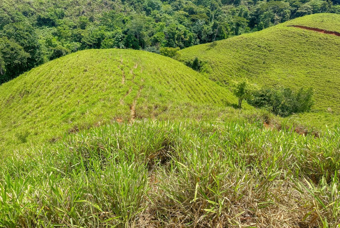 BUILDING FARM PROPERTY WITH MOUNTAIN VIEW, IN PUERTO CORTES – 464 ACRES
