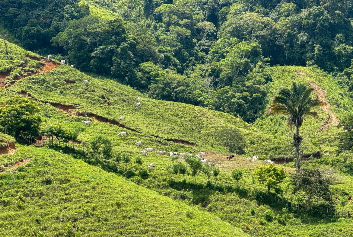 BUILDING FARM PROPERTY WITH MOUNTAIN VIEW, IN PUERTO CORTES – 464 ACRES