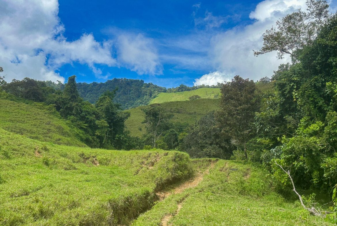 BUILDING FARM PROPERTY WITH MOUNTAIN VIEW, IN PUERTO CORTES – 464 ACRES