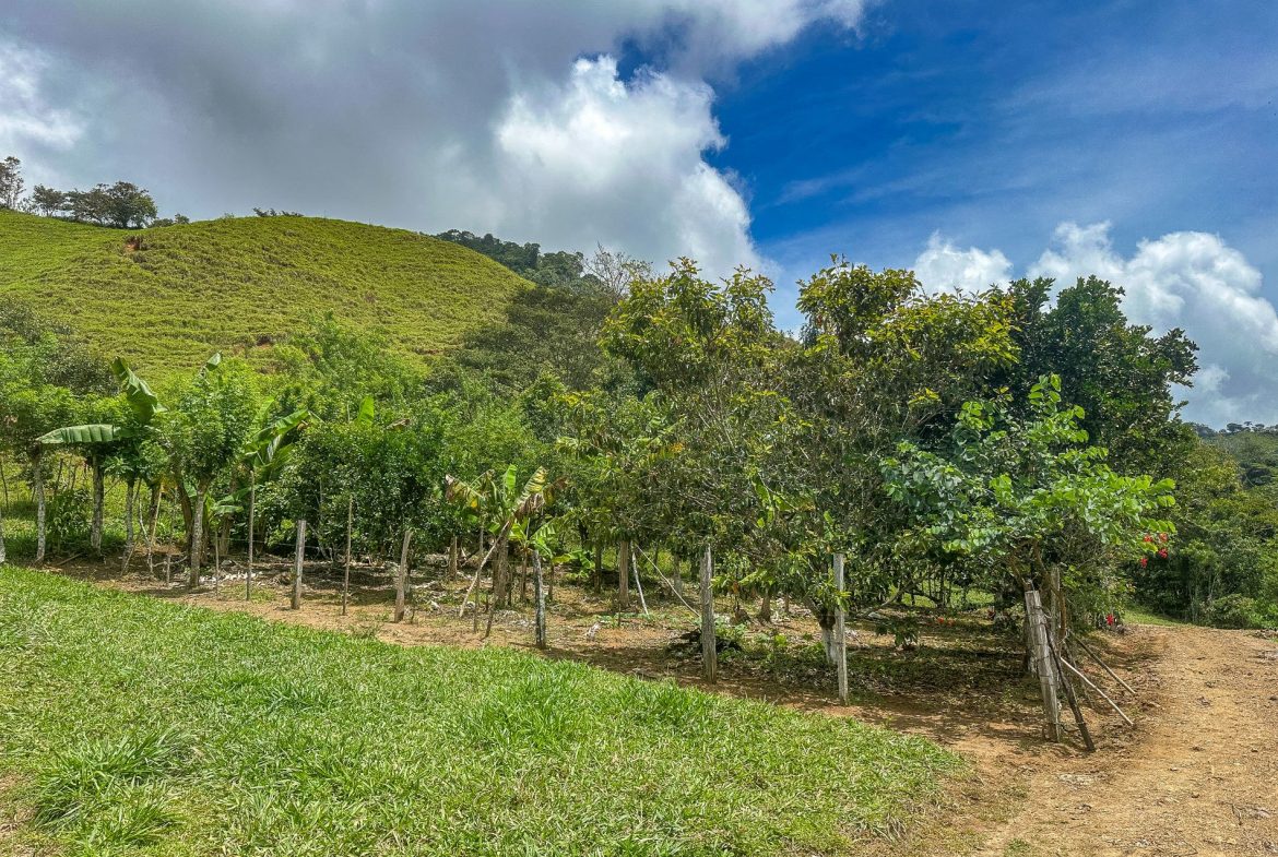 BUILDING FARM PROPERTY WITH MOUNTAIN VIEW, IN PUERTO CORTES – 464 ACRES