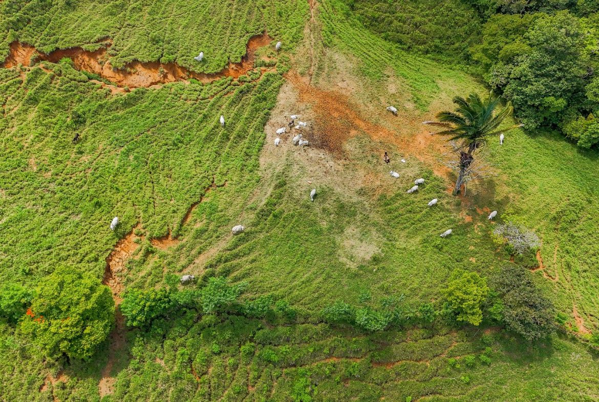 BUILDING FARM PROPERTY WITH MOUNTAIN VIEW, IN PUERTO CORTES – 464 ACRES, Uvita, Costa Rica — photo 2