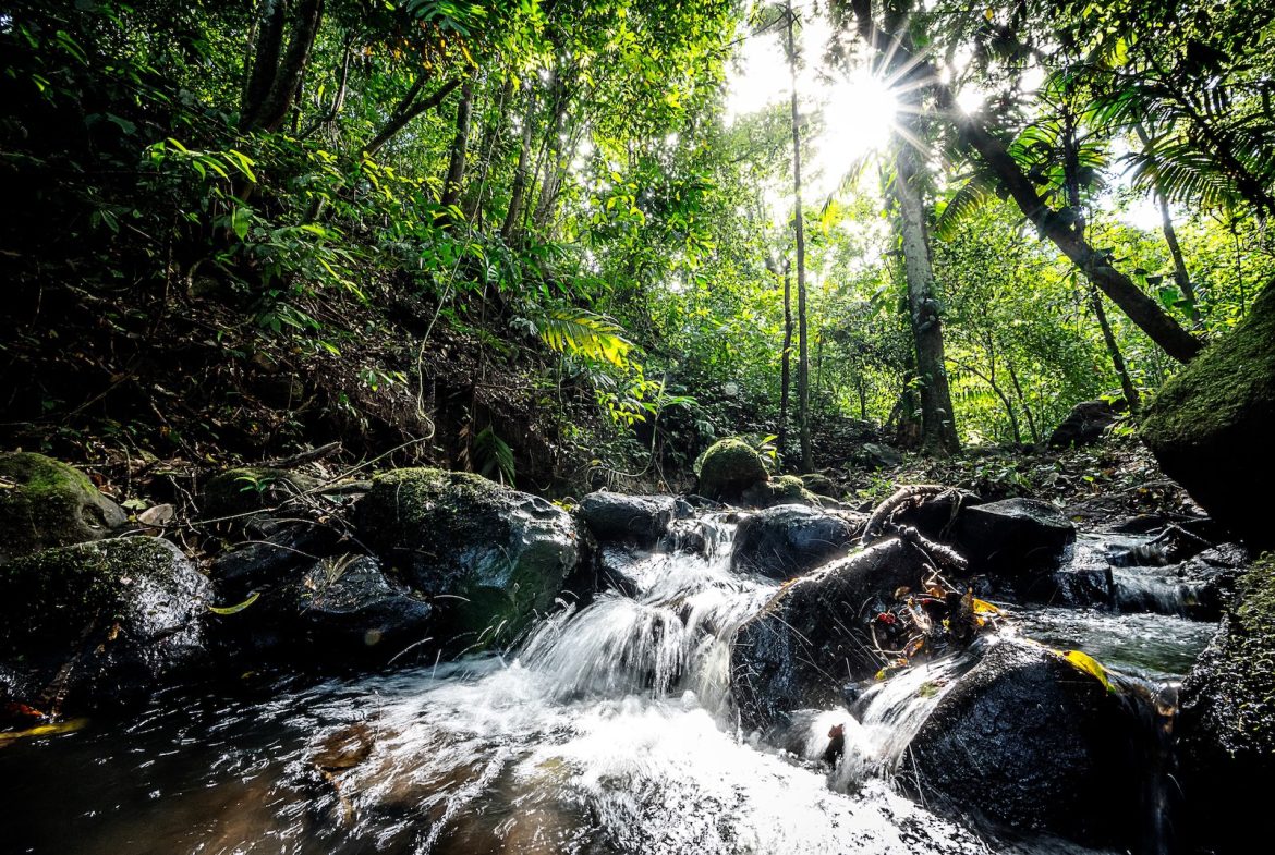JUNGLE PROPERTY WITH IN FRONT ARENAL LAKE VIEW  AND GUEST GUEST HOUESE, IN TEJONA – 4.17 ACRES