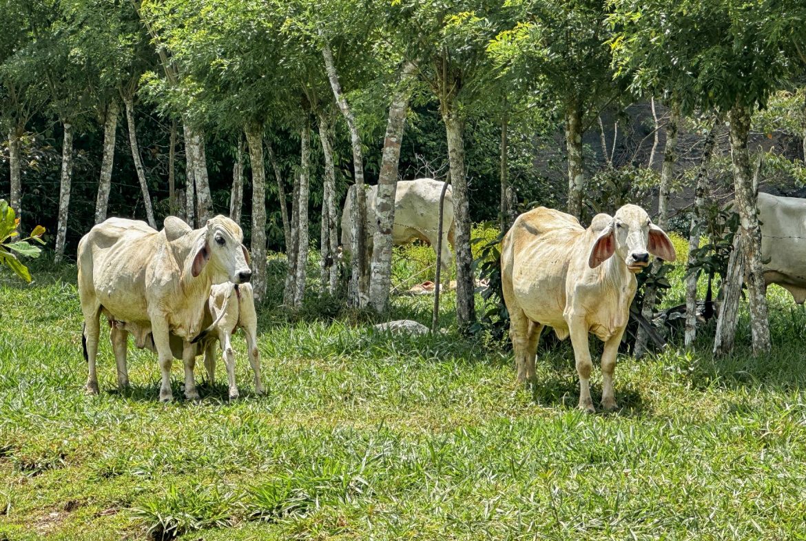 BUILDING FARM PROPERTY WITH MOUNTAIN VIEW, IN PUERTO CORTES – 464 ACRES