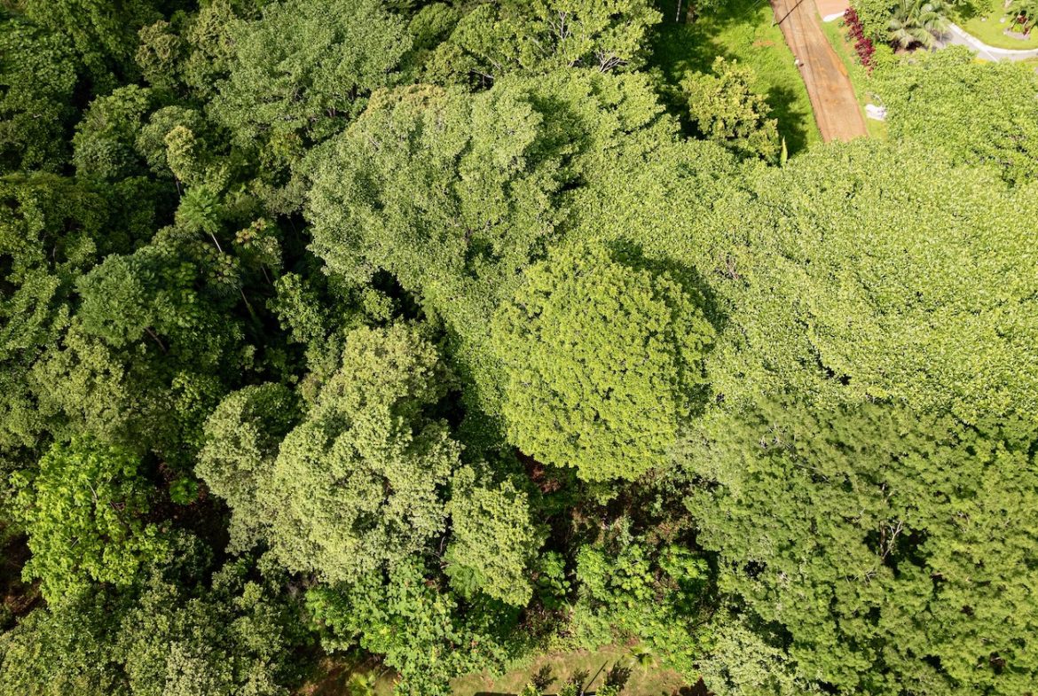 BUILDING JUNGLE PROPERTY WITH TREES VIEWS, IN OJOCHAL – 0.32 ACRES