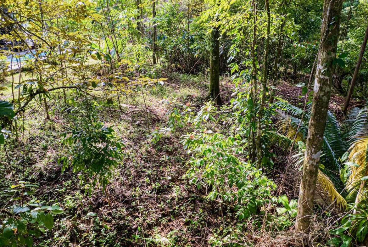 BUILDING JUNGLE PROPERTY WITH TREES VIEWS, IN OJOCHAL – 0.32 ACRES