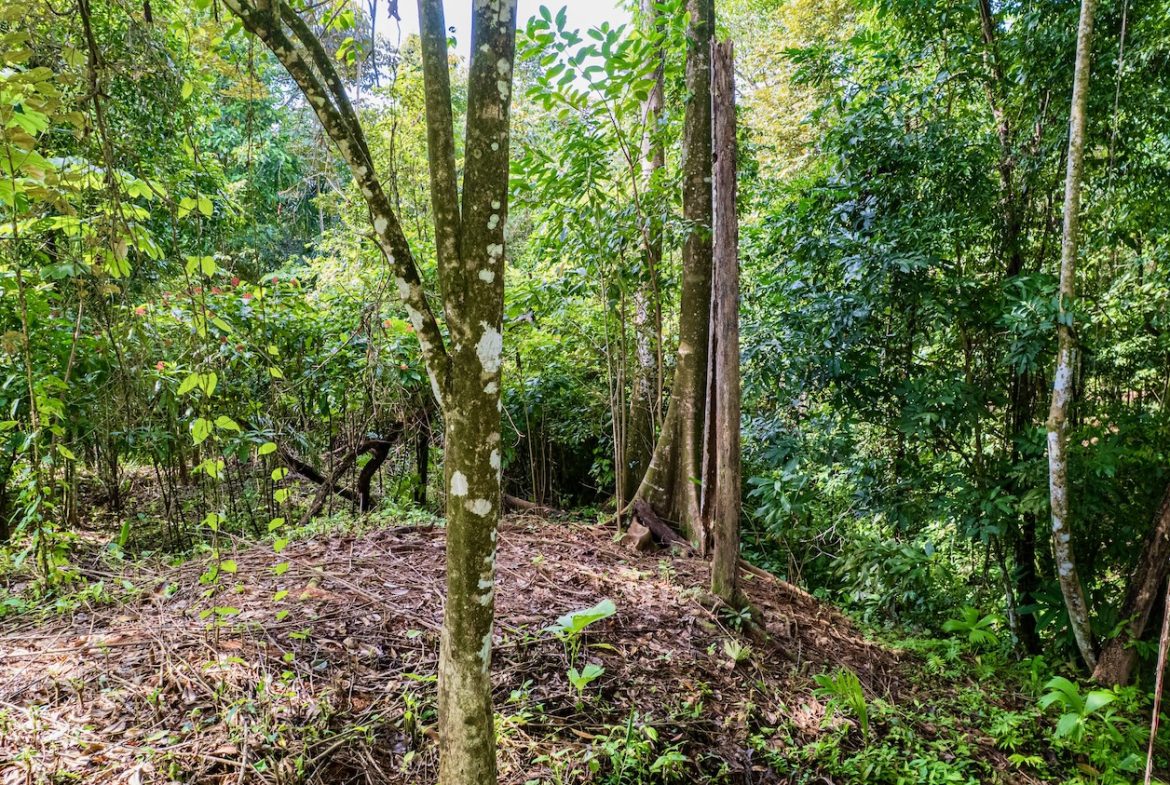 BUILDING JUNGLE PROPERTY WITH TREES VIEWS, IN OJOCHAL – 0.32 ACRES