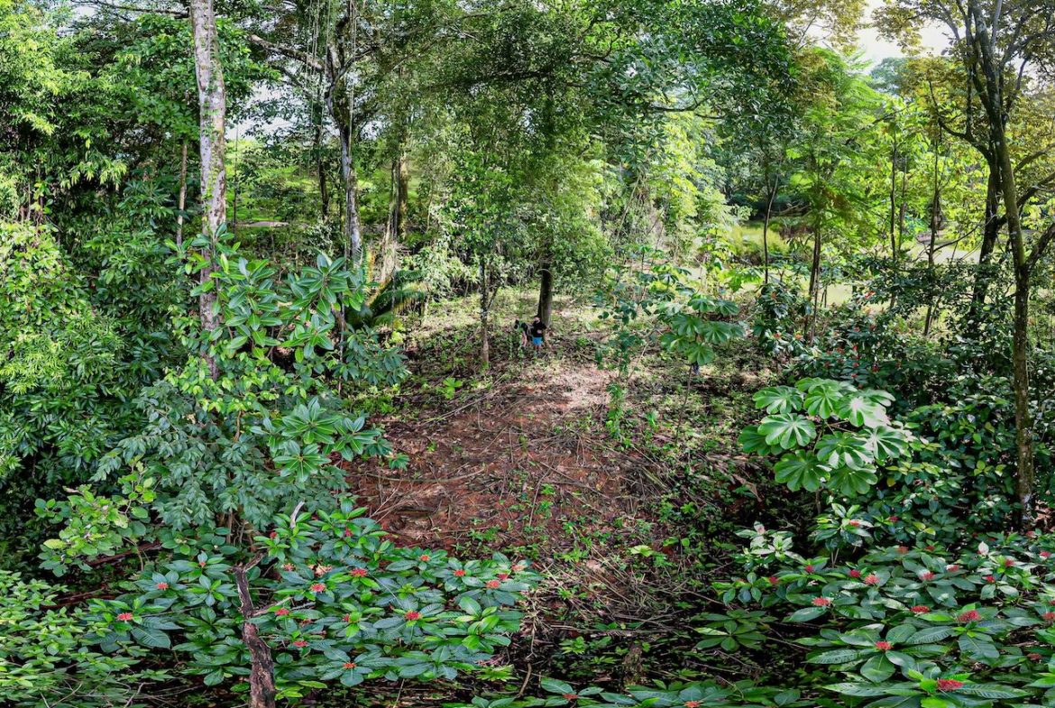 BUILDING JUNGLE PROPERTY WITH TREES VIEWS, IN OJOCHAL – 0.32 ACRES