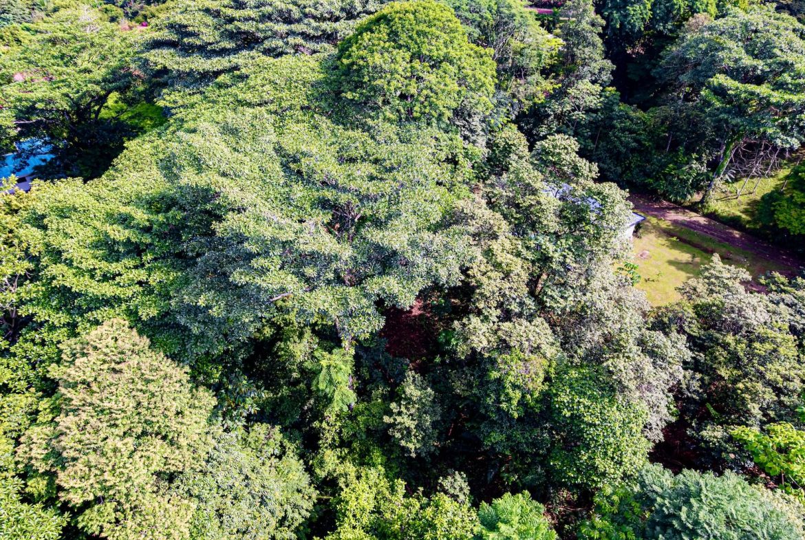 BUILDING JUNGLE PROPERTY WITH TREES VIEWS, IN OJOCHAL – 0.32 ACRES