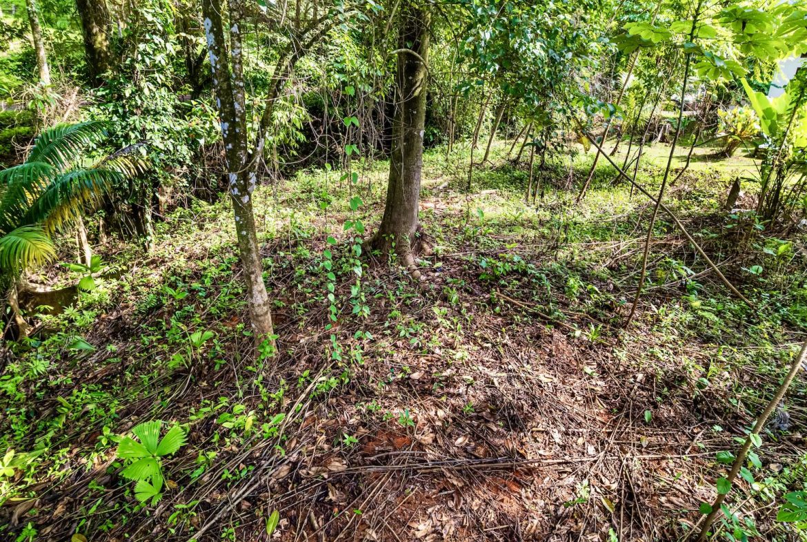 BUILDING JUNGLE PROPERTY WITH TREES VIEWS, IN OJOCHAL – 0.32 ACRES