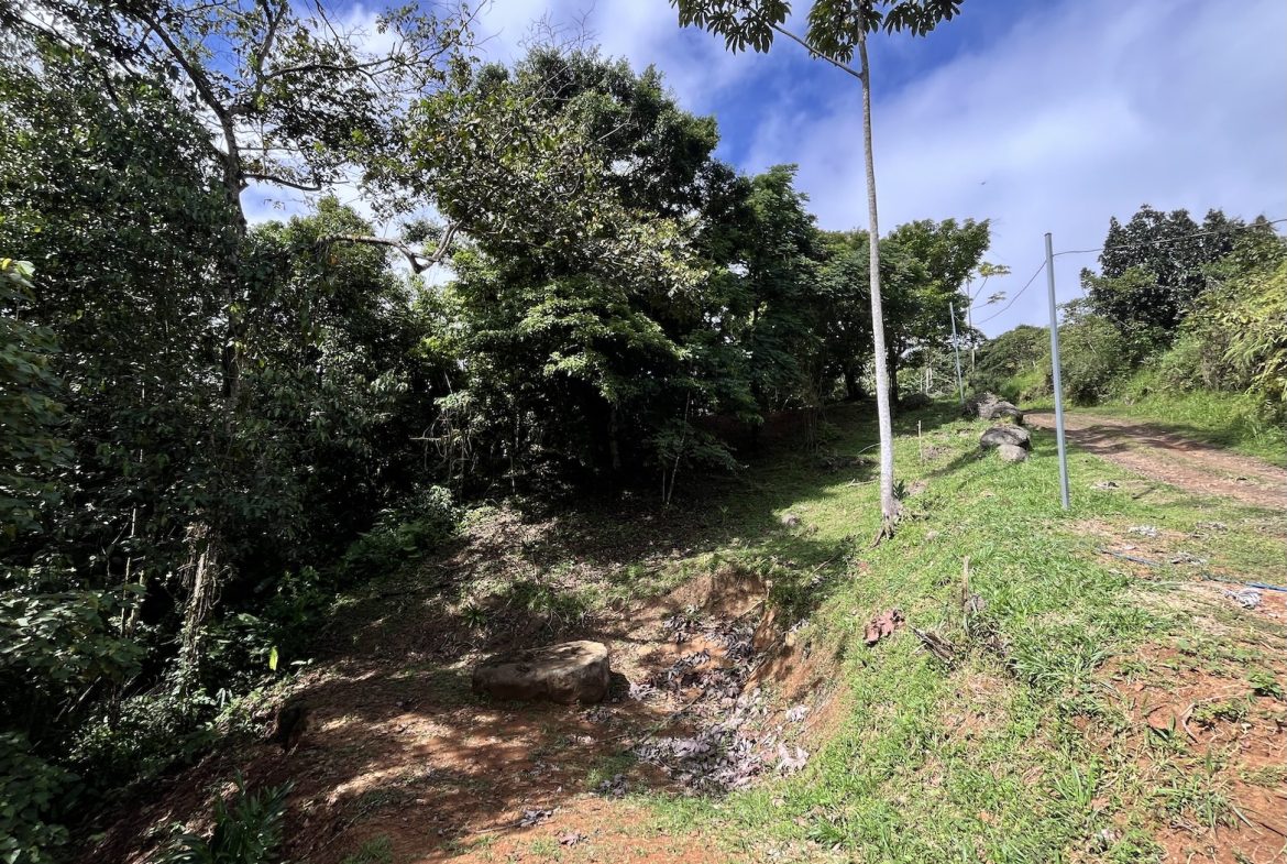 BUILDING JUNGLE PROPERTY NEAR A CREEK, IN TRINIDAD ZAPOTE – 2.47 ACRES