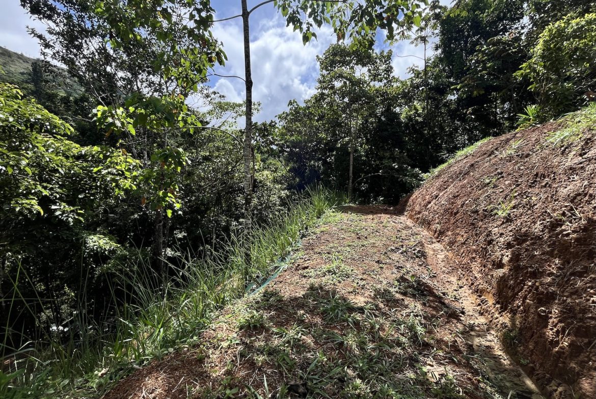 BUILDING JUNGLE PROPERTY NEAR A CREEK, IN TRINIDAD ZAPOTE – 2.47 ACRES