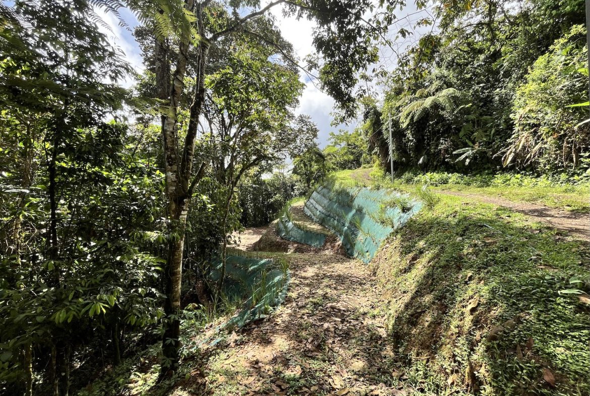 BUILDING JUNGLE PROPERTY NEAR A CREEK, IN TRINIDAD ZAPOTE – 2.47 ACRES