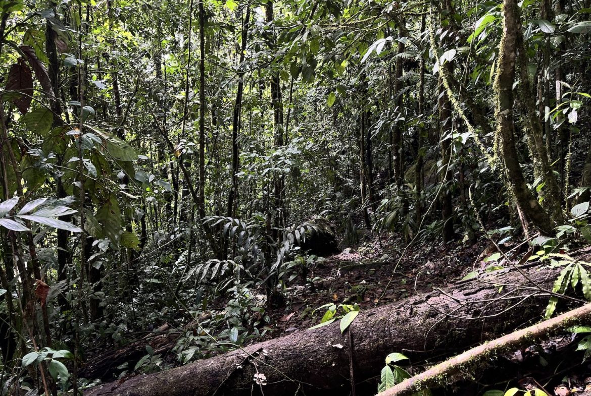 BUILDING JUNGLE PROPERTY NEAR A CREEK, IN TRINIDAD ZAPOTE – 2.47 ACRES