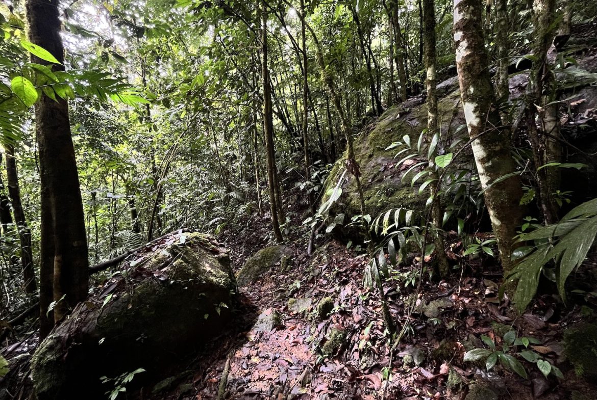 BUILDING JUNGLE PROPERTY NEAR A CREEK, IN TRINIDAD ZAPOTE – 2.47 ACRES