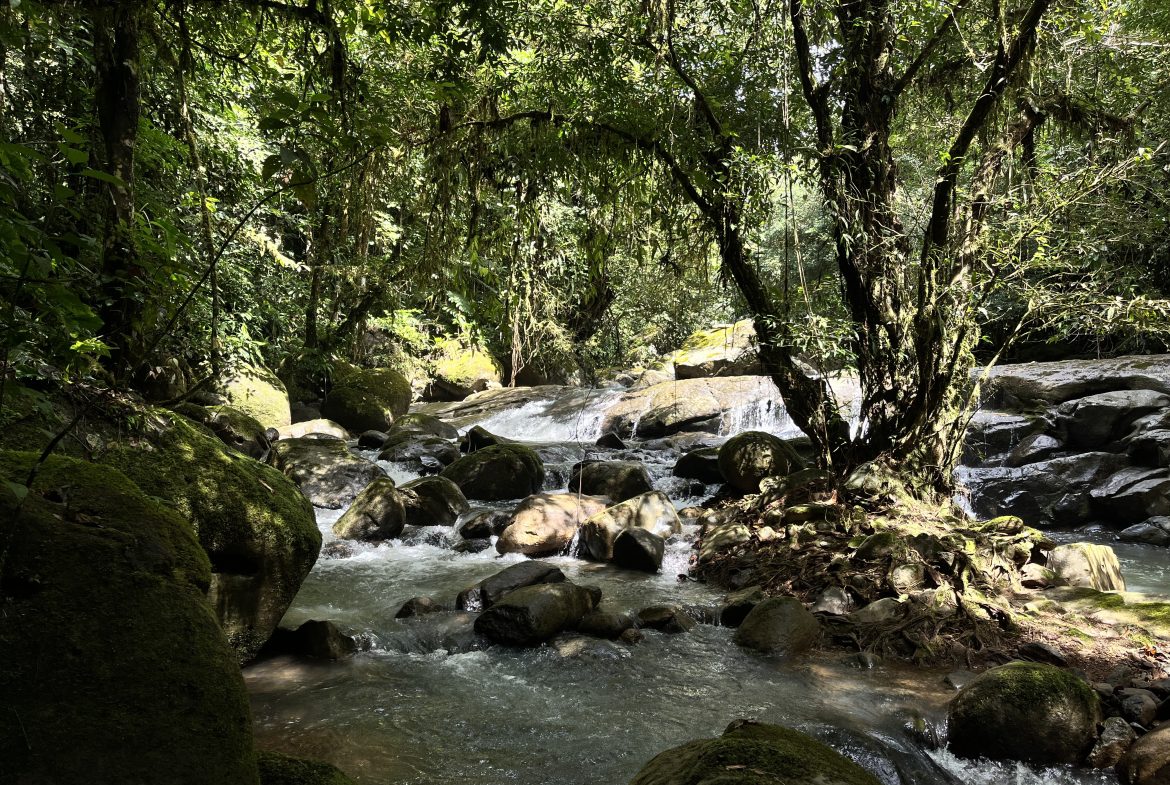 BUILDING JUNGLE PROPERTY NEAR A CREEK, IN TRINIDAD ZAPOTE – 2.47 ACRES