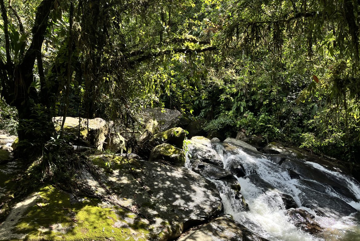 BUILDING JUNGLE PROPERTY NEAR A CREEK, IN TRINIDAD ZAPOTE – 2.47 ACRES