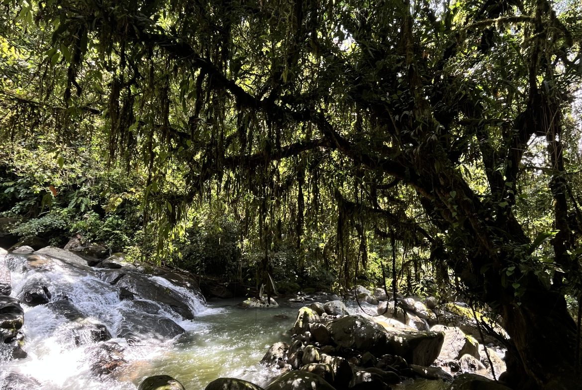 BUILDING JUNGLE PROPERTY NEAR A CREEK, IN TRINIDAD ZAPOTE – 2.47 ACRES
