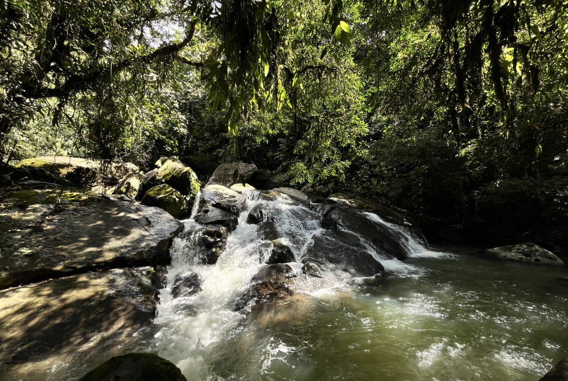 BUILDING JUNGLE PROPERTY NEAR A CREEK, IN TRINIDAD ZAPOTE – 2.47 ACRES