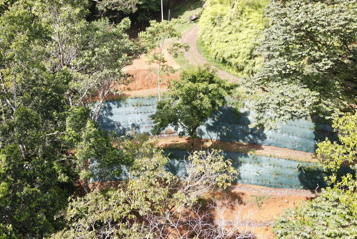 BUILDING JUNGLE PROPERTY NEAR A CREEK, IN TRINIDAD ZAPOTE – 2.47 ACRES