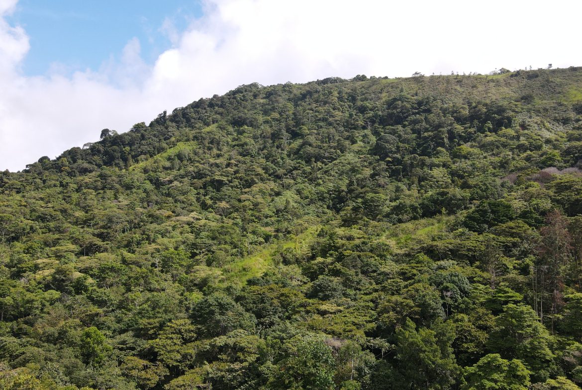BUILDING JUNGLE PROPERTY NEAR A CREEK, IN TRINIDAD ZAPOTE – 2.47 ACRES