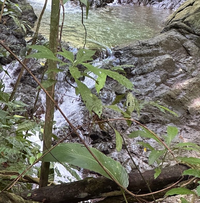 BUILDING PROPERTY WITH CREEK AND MOUNTAIN VIEWS, IN DOMINICAL – 8.8 ACRES