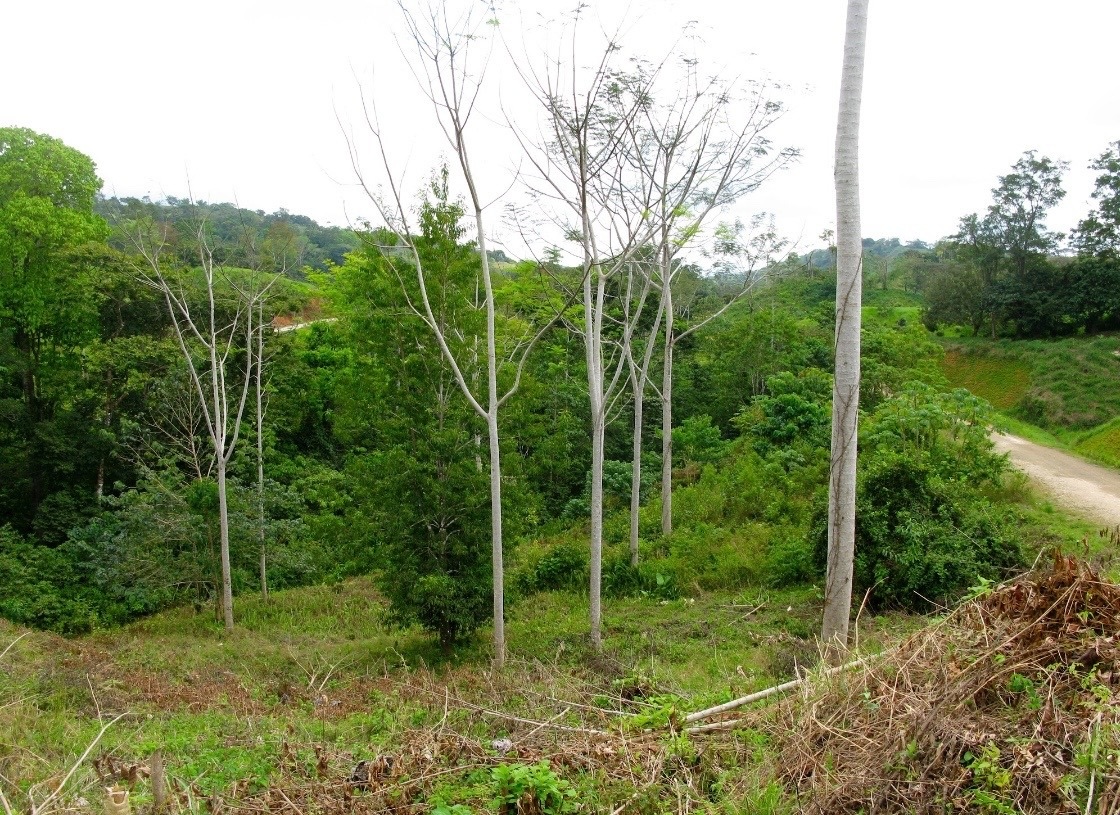 0000n5d26fcf0-1ff7-4a77-b883-d4dededdf879