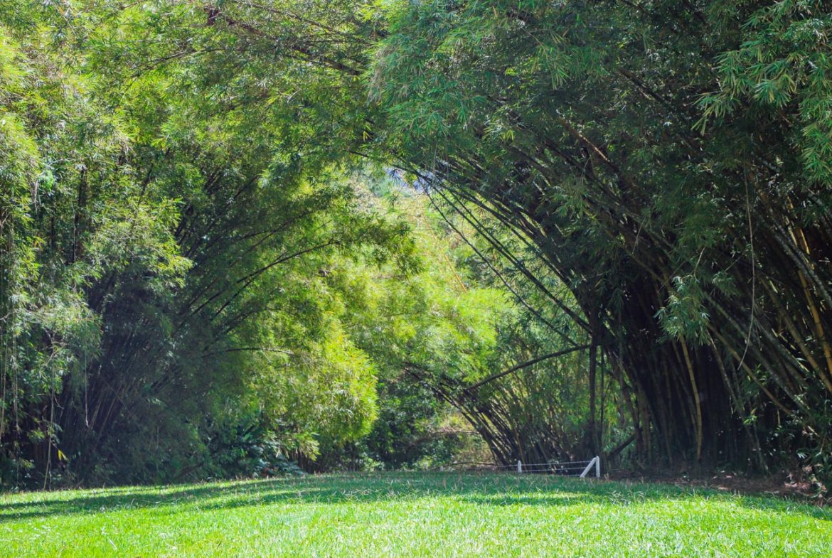 LANDSCAPE PROPERTY WITH MOUNTAIN VIEWS, IN PALMAR SUR – 3.7 ACRES