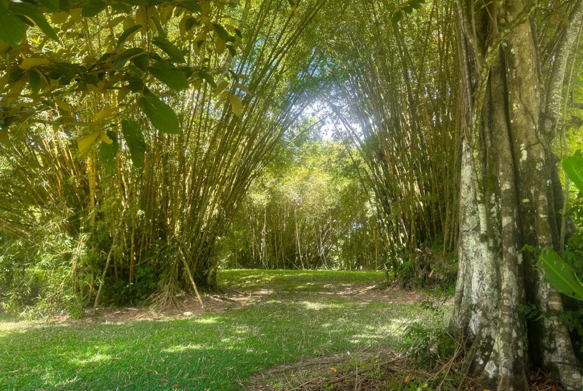LANDSCAPE PROPERTY WITH MOUNTAIN VIEWS, IN PALMAR SUR – 3.7 ACRES