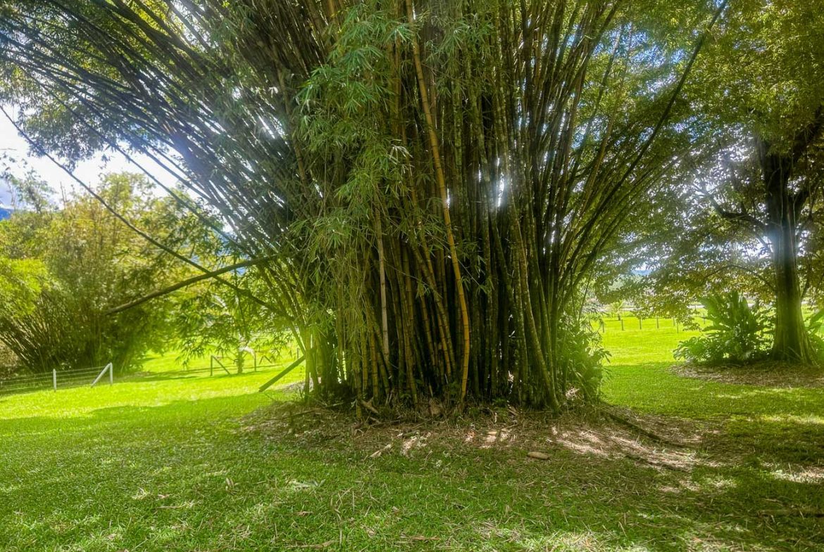 LANDSCAPE PROPERTY WITH MOUNTAIN VIEWS, IN PALMAR SUR – 3.7 ACRES