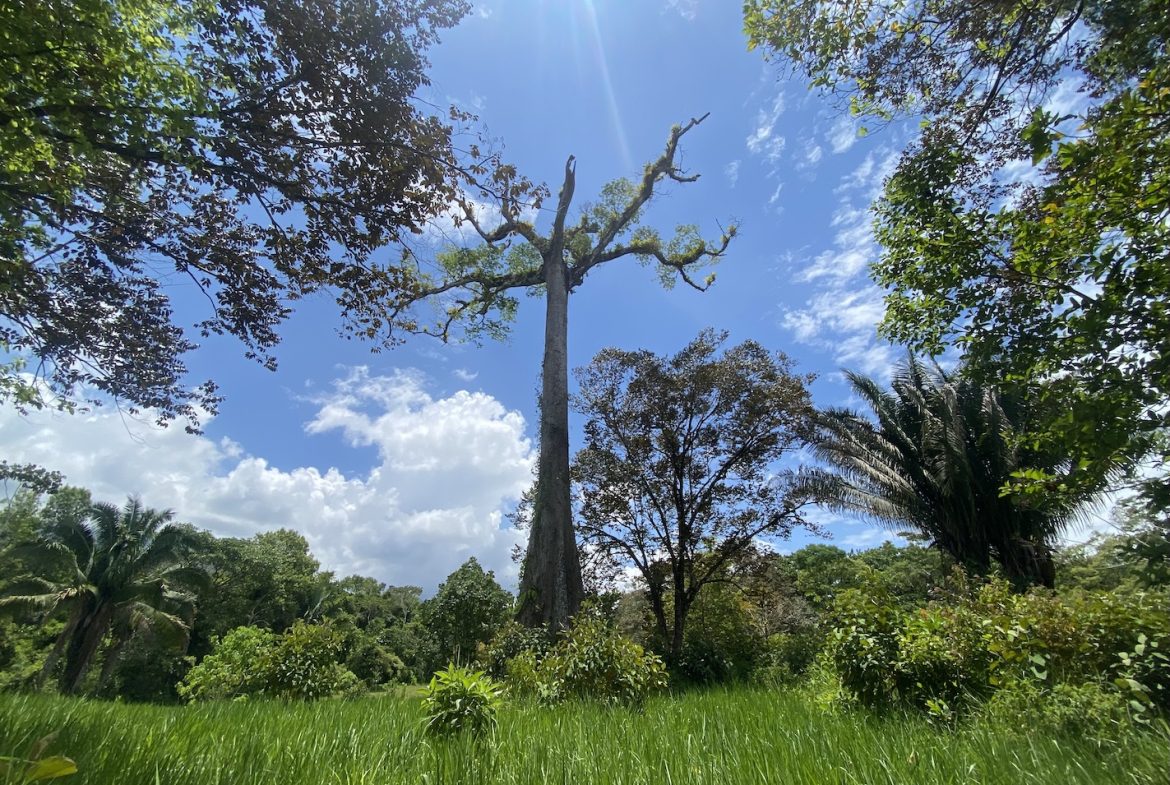 BUILDING JUNGLE PROPERTY WITH TREES VIEWS, IN OJOCHAL – 2.86 ACRES