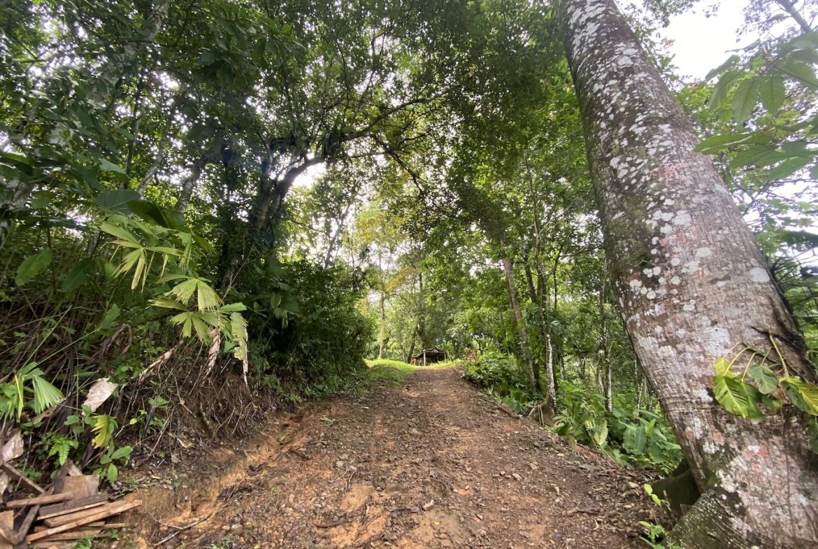 BUILDING JUNGLE PROPERTY WITH TREES VIEWS, IN OJOCHAL – 2.86 ACRES