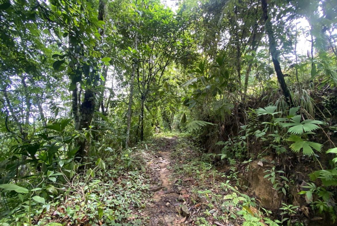 BUILDING JUNGLE PROPERTY WITH TREES VIEWS, IN OJOCHAL – 2.86 ACRES