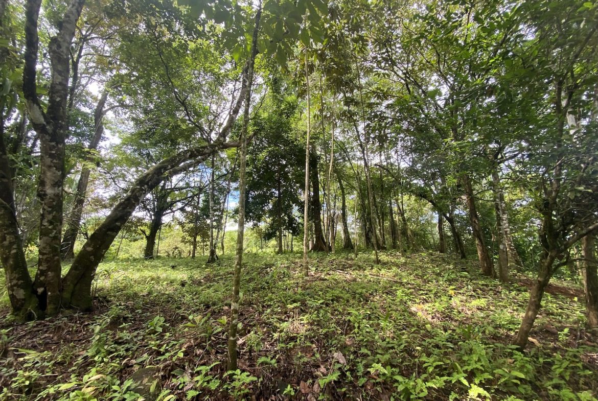 BUILDING JUNGLE PROPERTY WITH TREES VIEWS, IN OJOCHAL – 2.86 ACRES