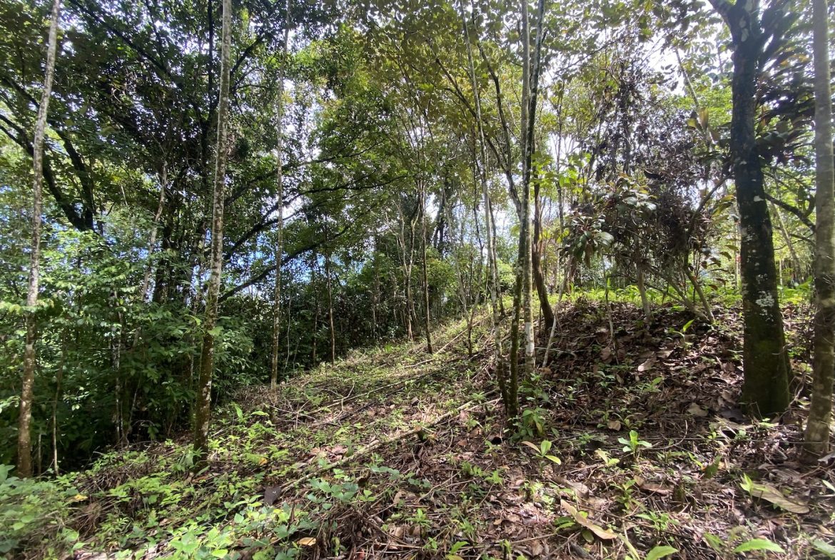 BUILDING JUNGLE PROPERTY WITH TREES VIEWS, IN OJOCHAL – 2.86 ACRES