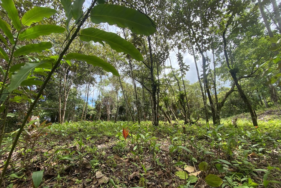 BUILDING JUNGLE PROPERTY WITH TREES VIEWS, IN OJOCHAL – 2.86 ACRES