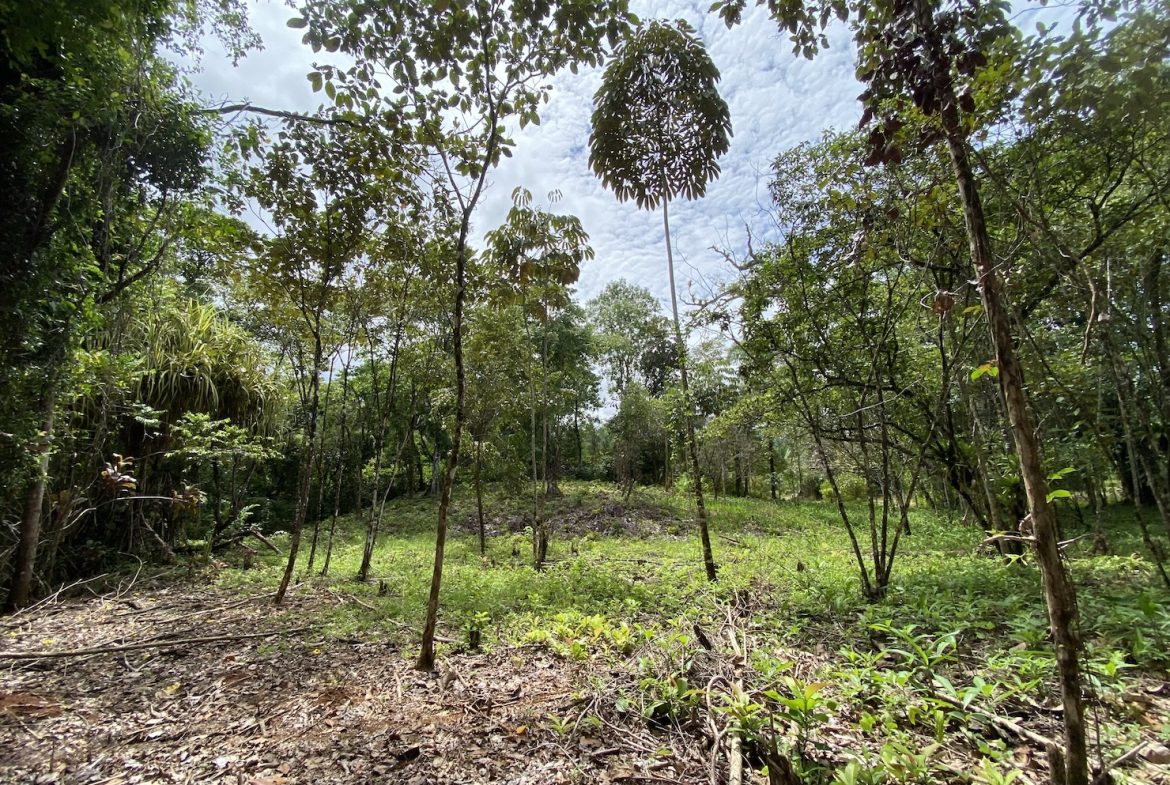 BUILDING JUNGLE PROPERTY WITH TREES VIEWS, IN OJOCHAL – 2.86 ACRES