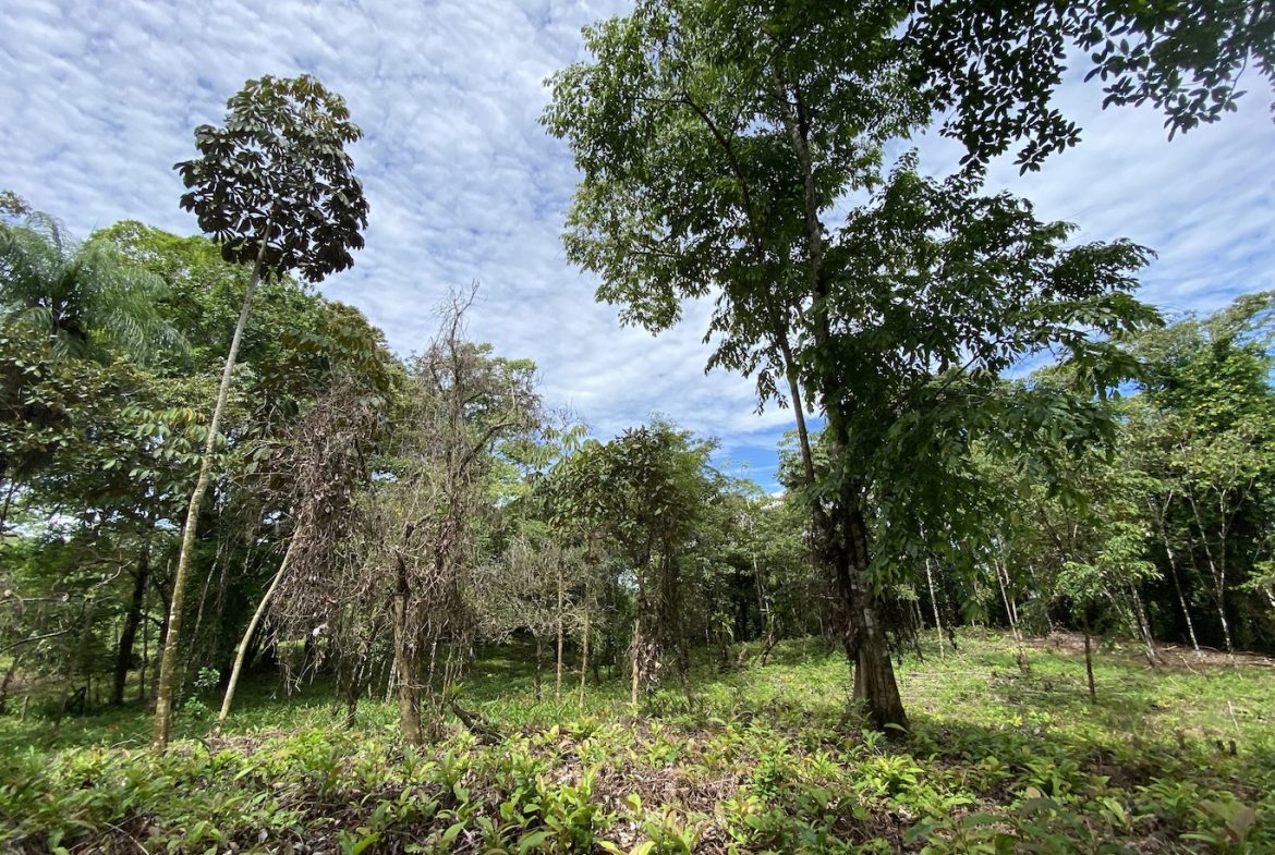 BUILDING JUNGLE PROPERTY WITH TREES VIEWS, IN OJOCHAL – 2.86 ACRES