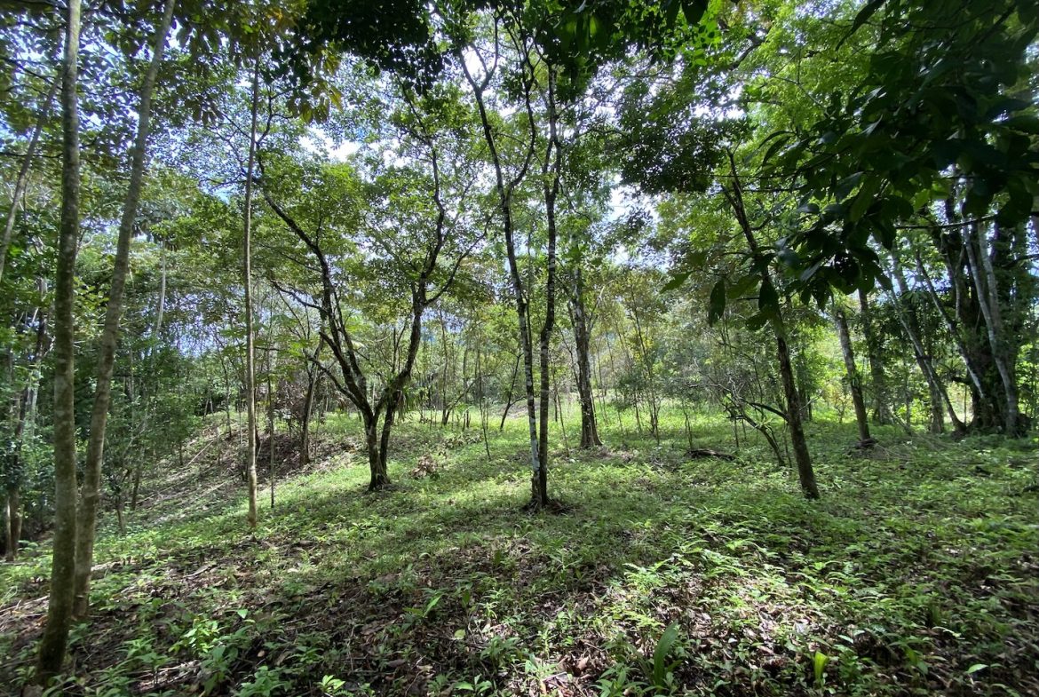BUILDING JUNGLE PROPERTY WITH TREES VIEWS, IN OJOCHAL – 2.86 ACRES